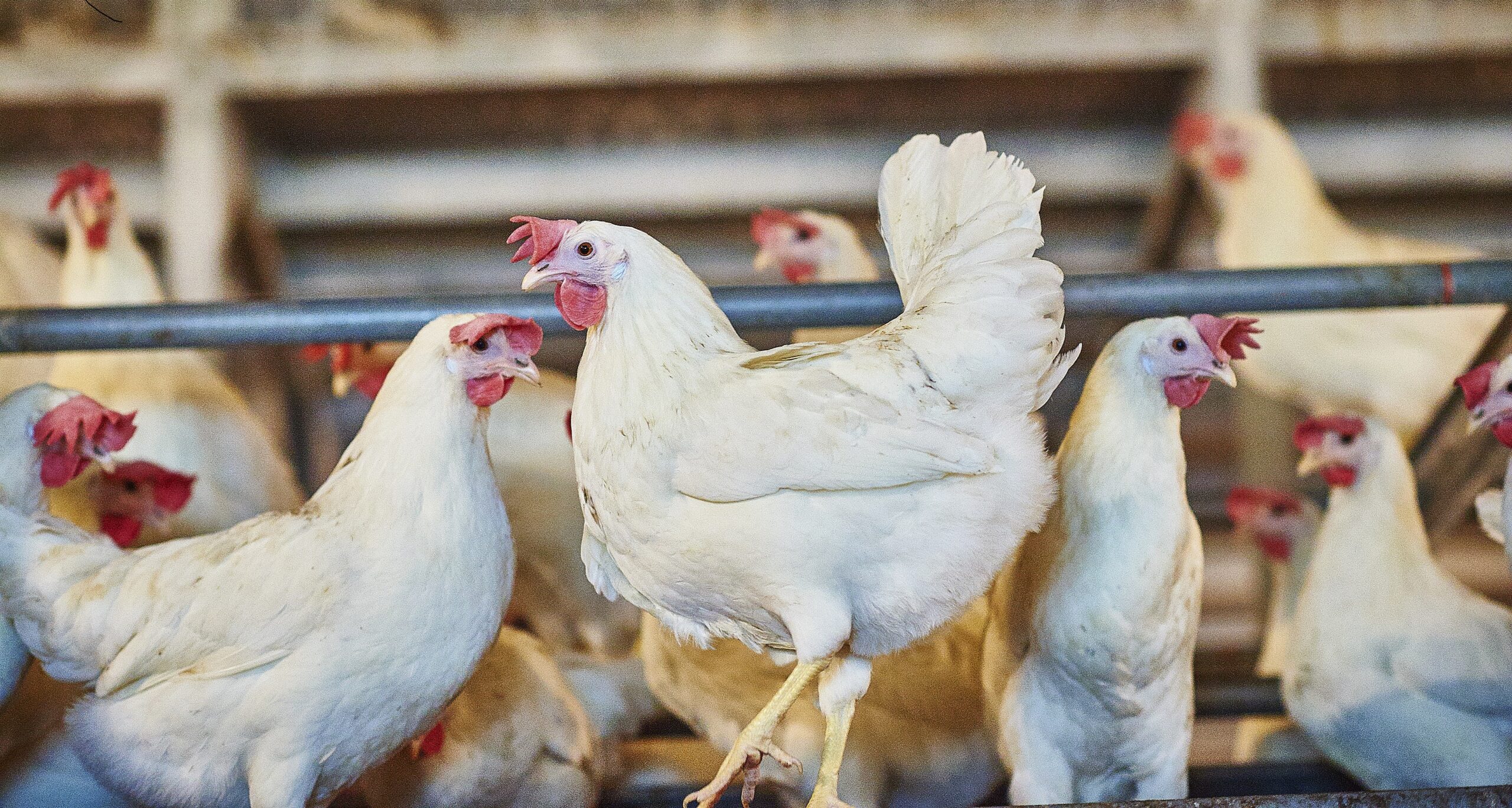 bord knop zonnebloem EU-regels bedreigen toekomst vrije uitloop ei - LTO