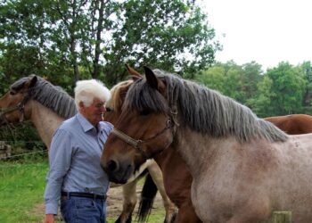 Paarden