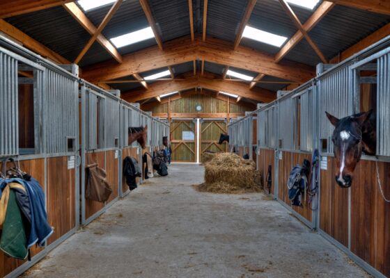 Verbeter het welzijn van paarden licht - LTO