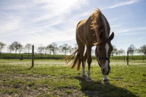 Warmere zomers, meer aandacht voor hittestress bij paarden